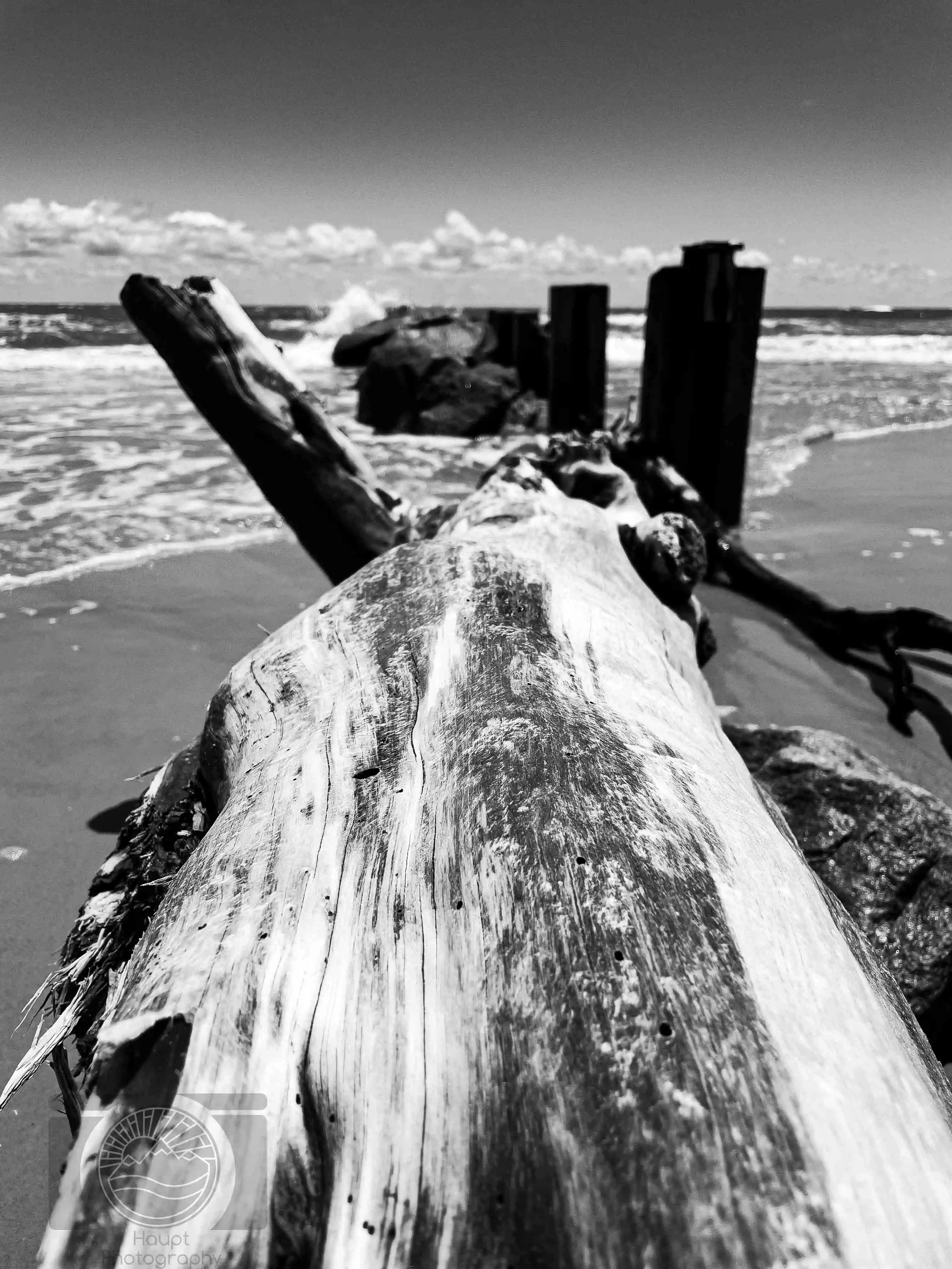 Driftwood